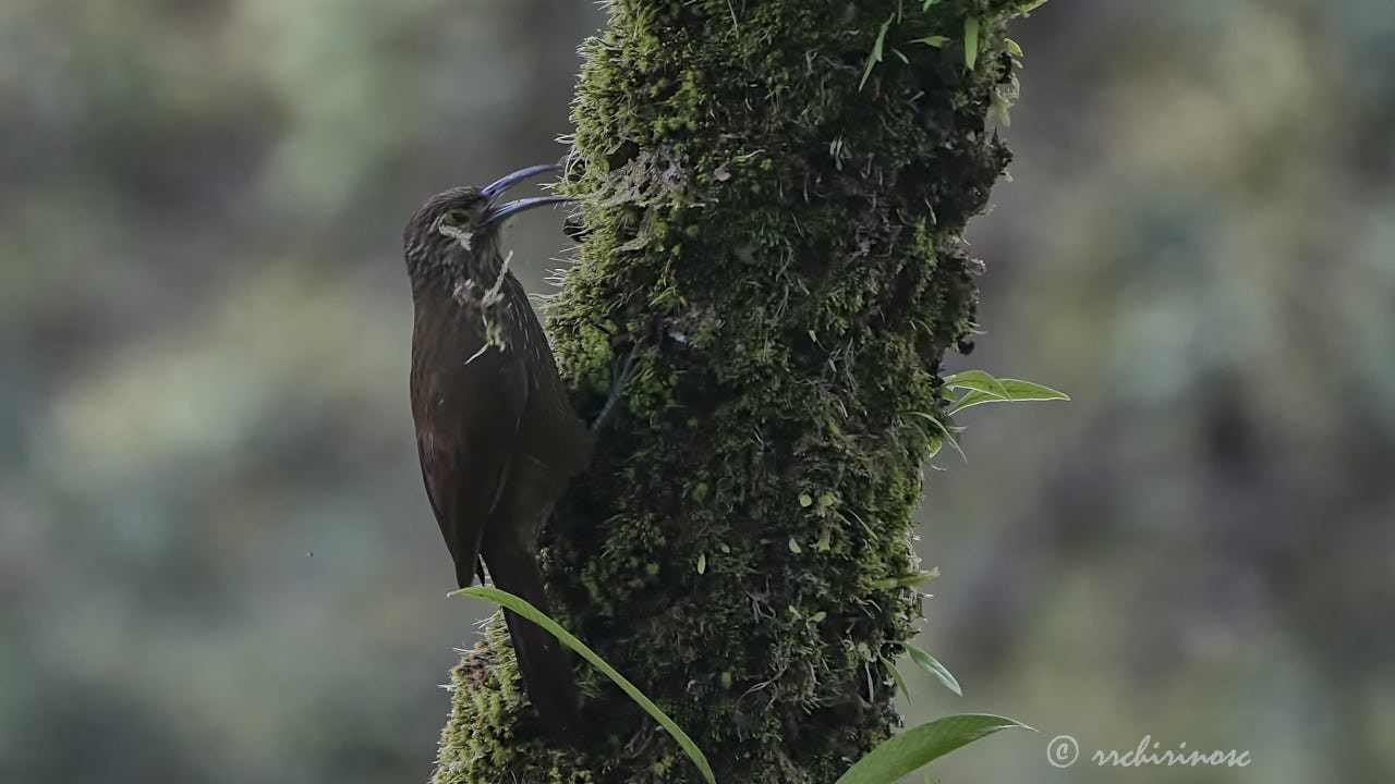 Strong-billed woodcreeper