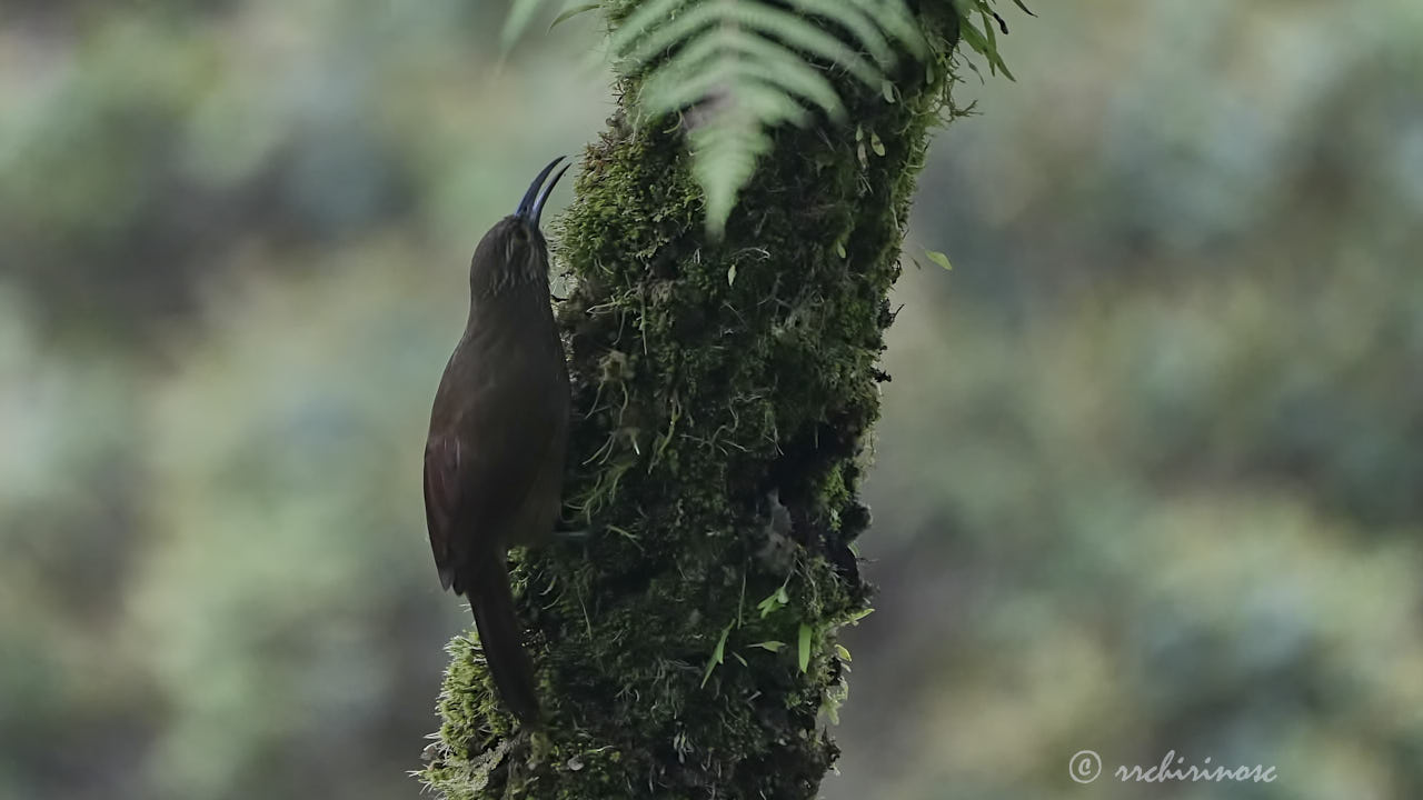 Strong-billed woodcreeper