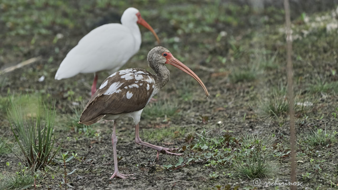 American white ibis