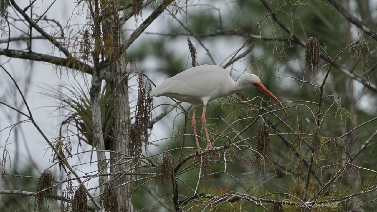 American white ibis