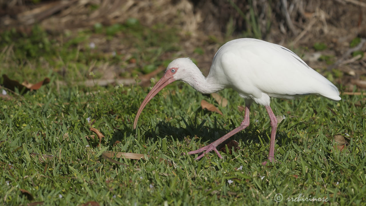 American white ibis