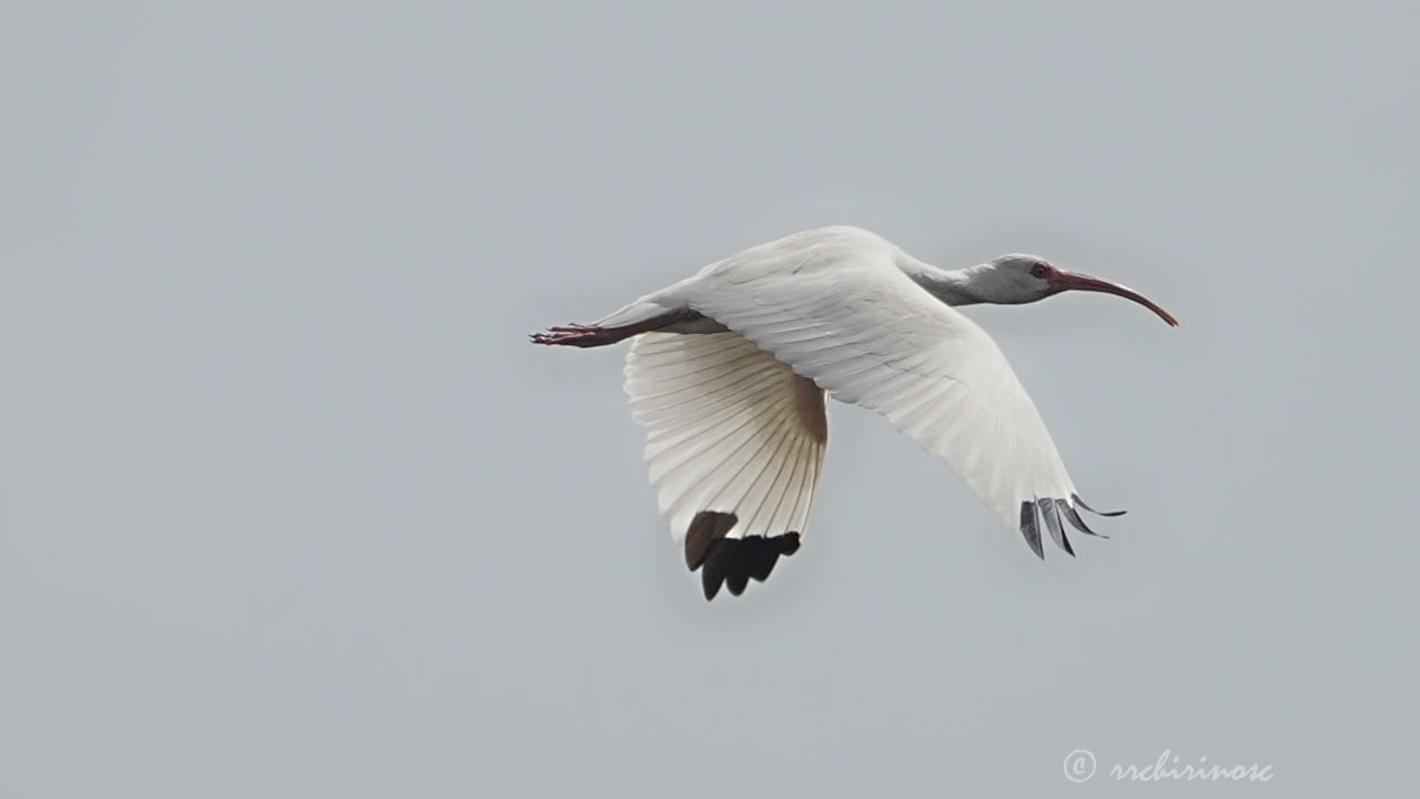 American white ibis