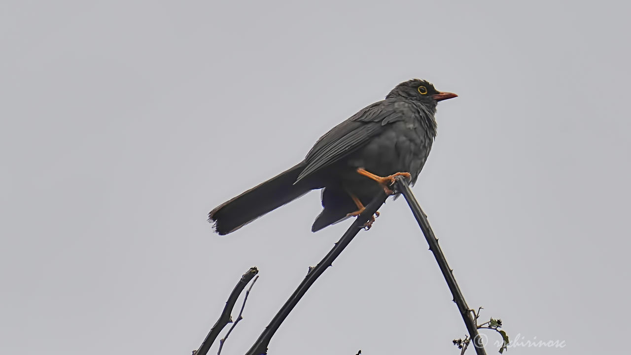 Great thrush