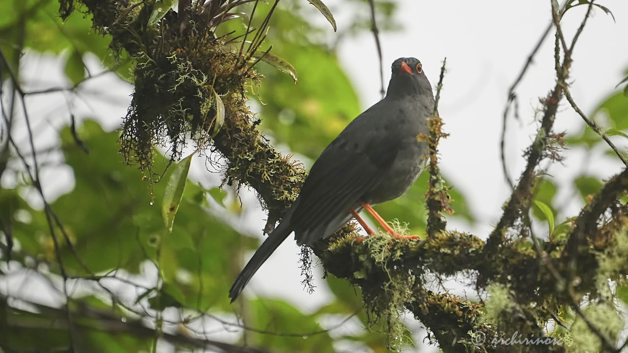 Great thrush