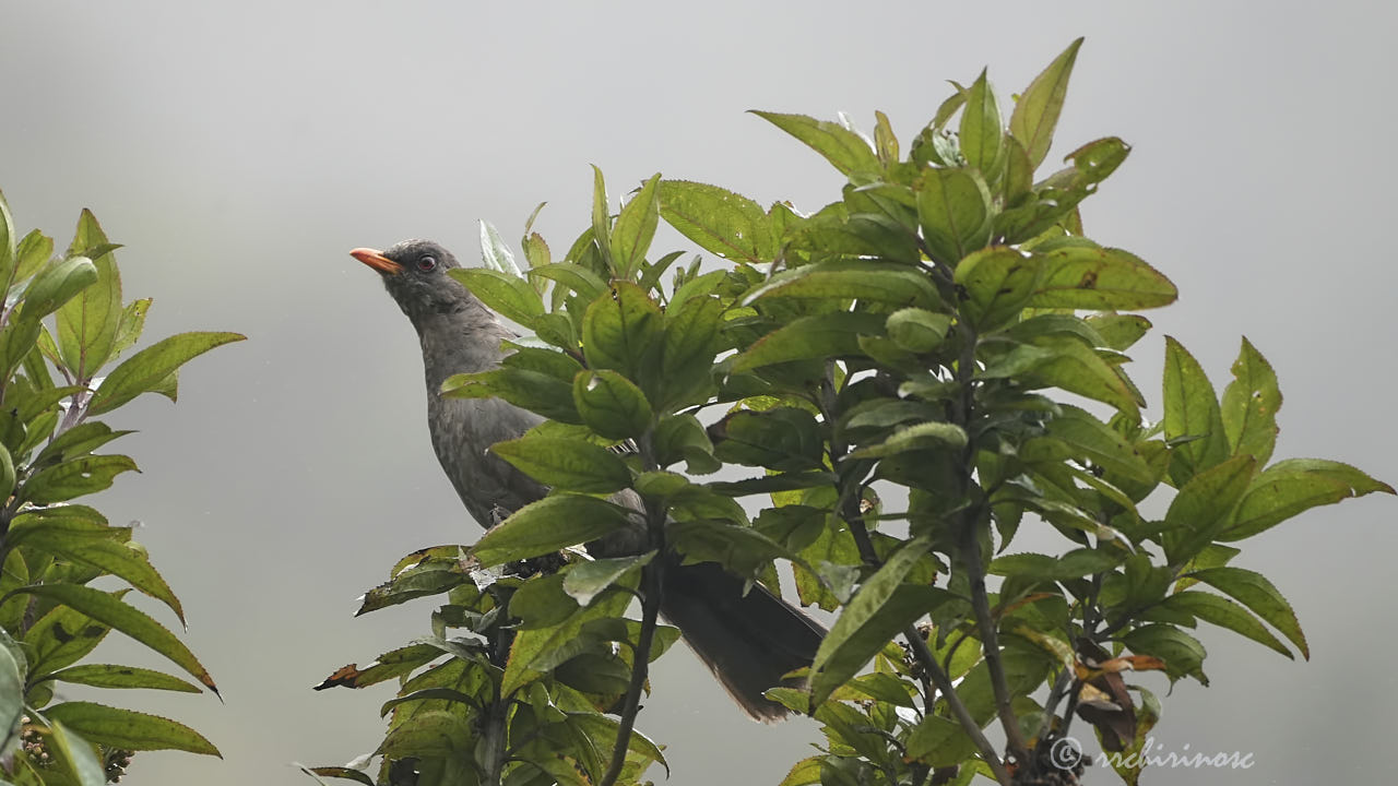 Great thrush