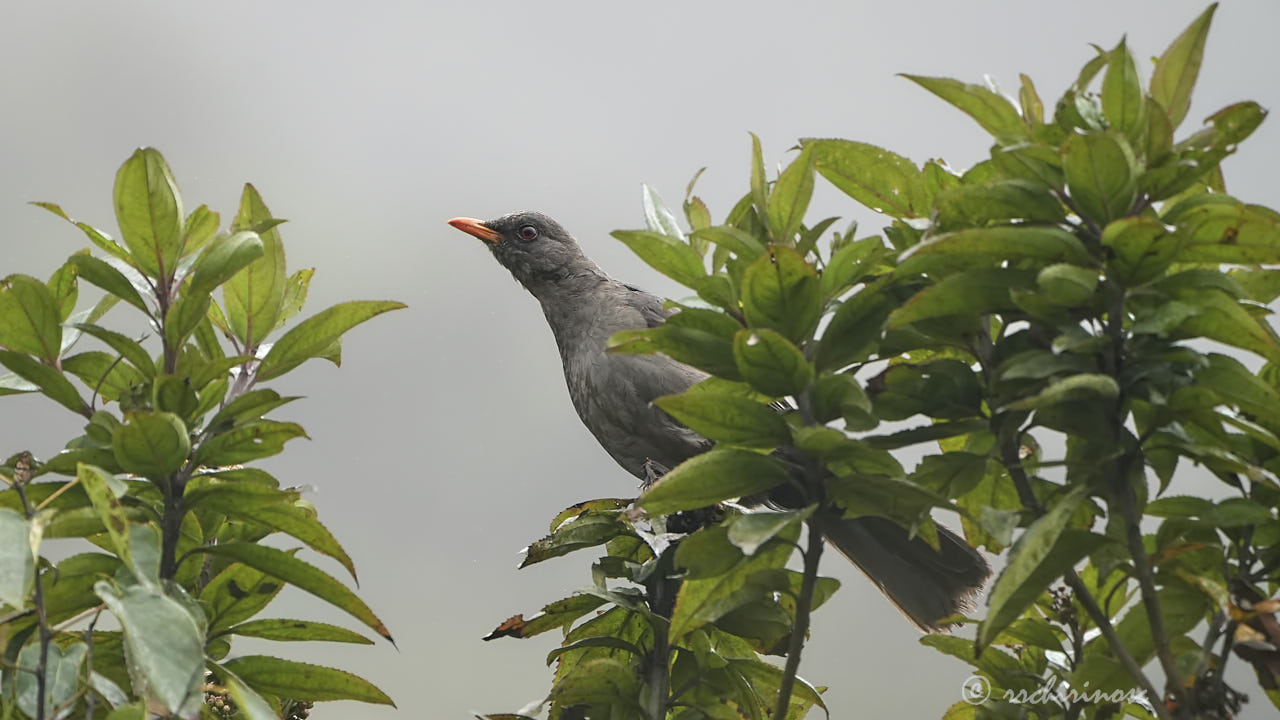 Great thrush