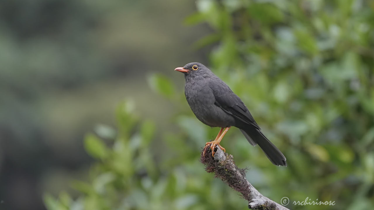 Great thrush