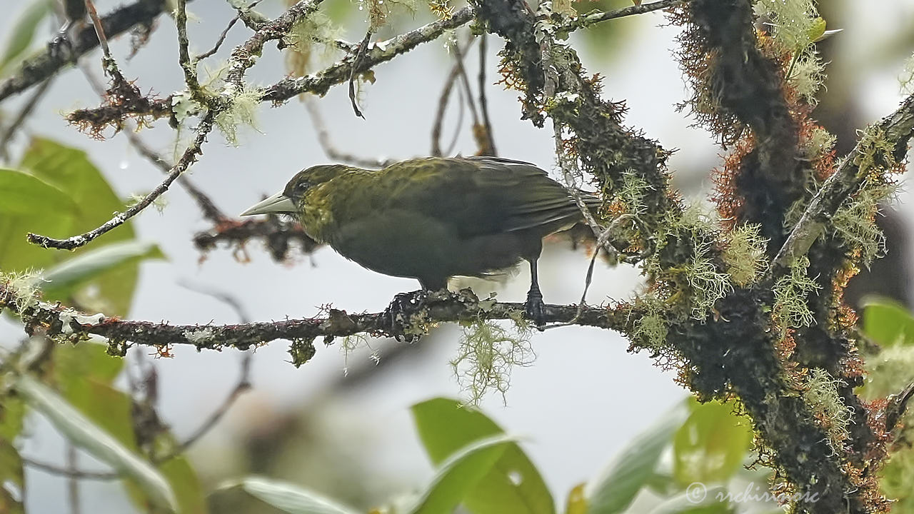 Dusky-green oropendola