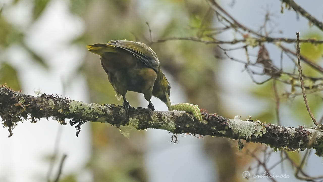 Dusky-green oropendola