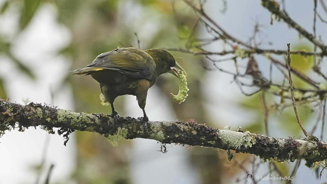 Dusky-green oropendola