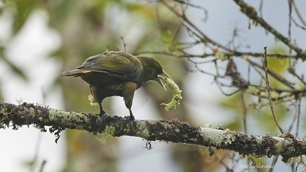 Dusky-green oropendola