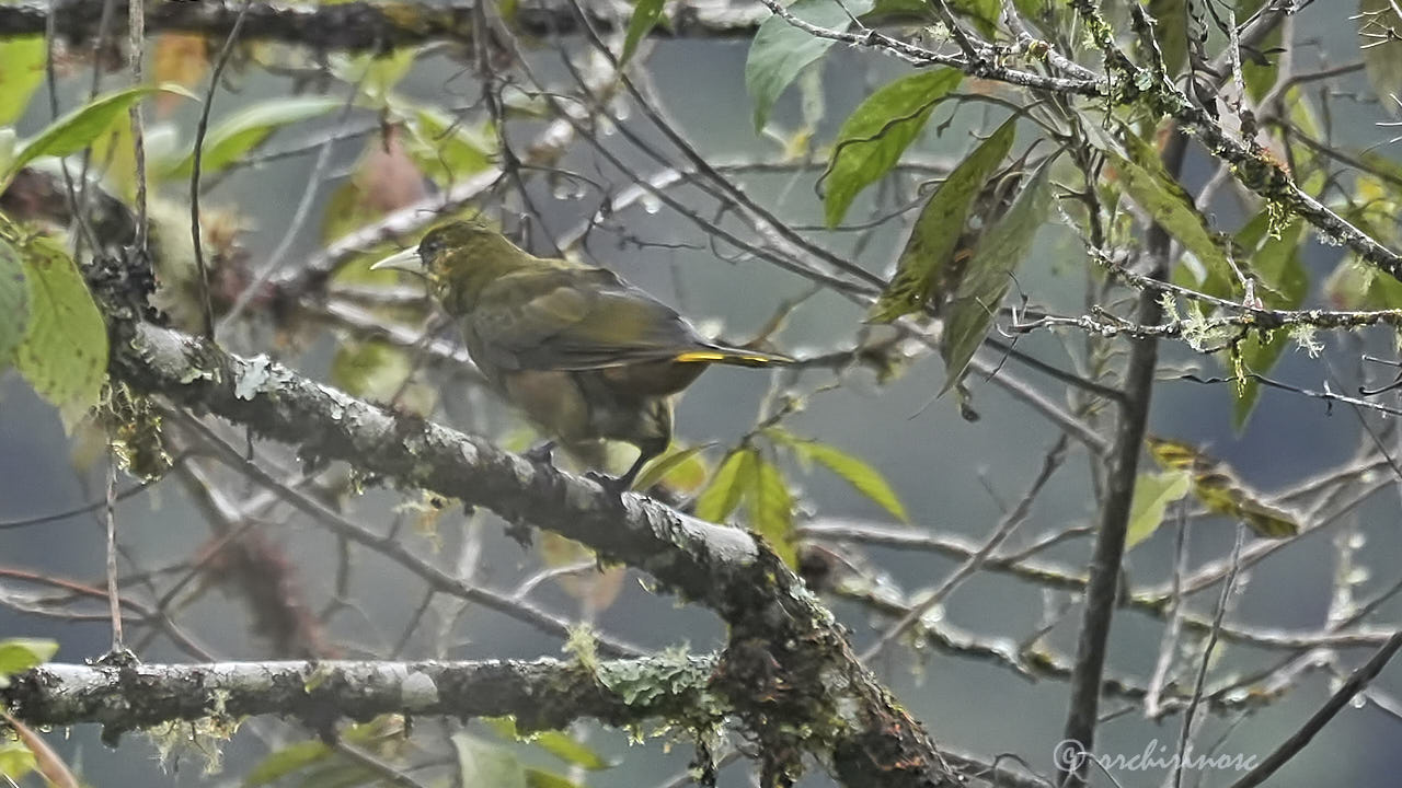 Dusky-green oropendola