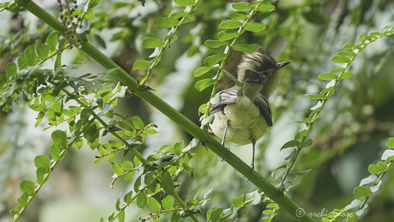 Lesser elaenia