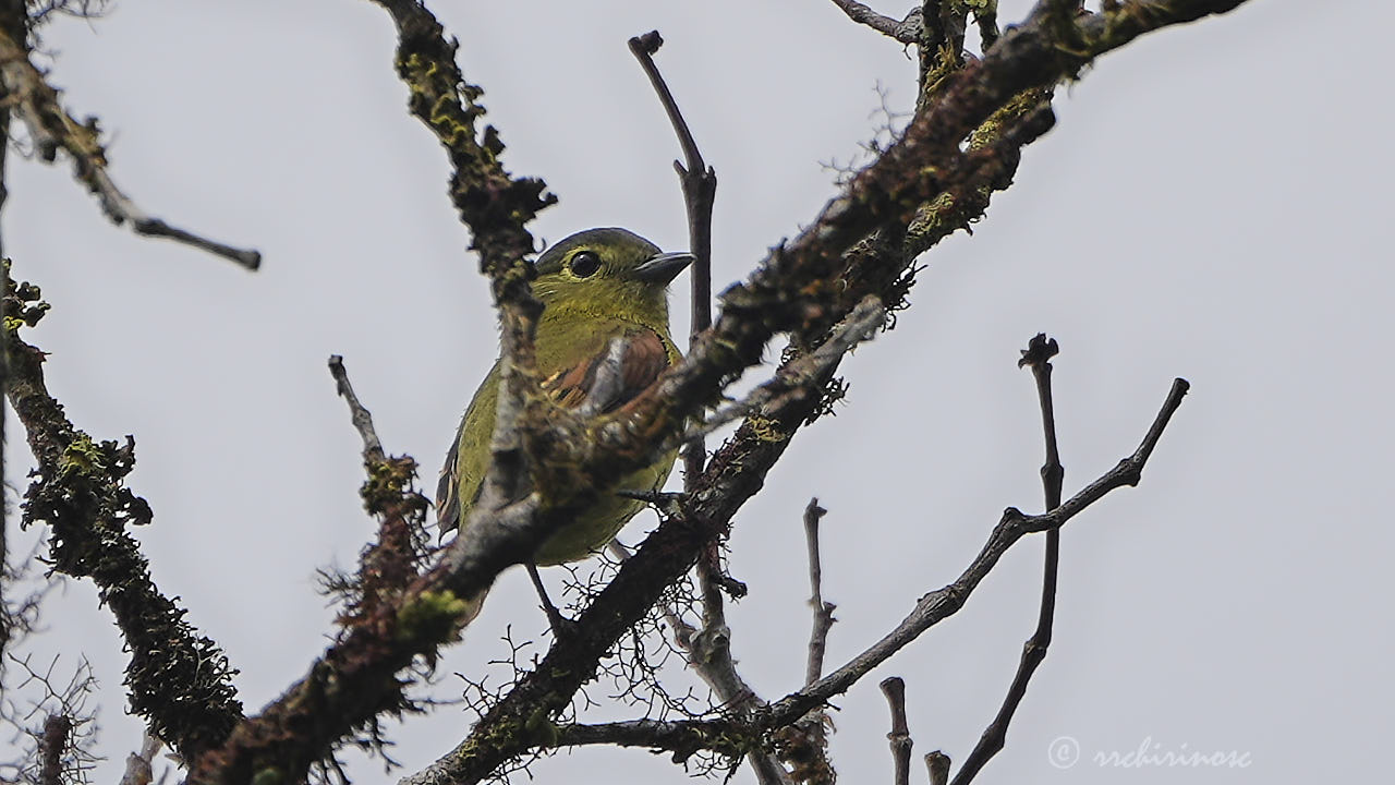 Common chlorospingus