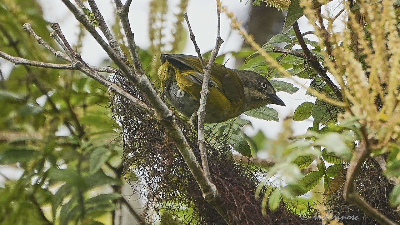 Common chlorospingus