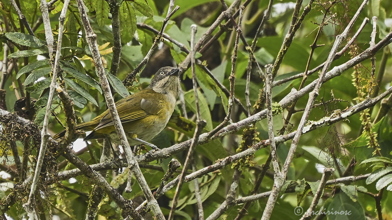 Common chlorospingus