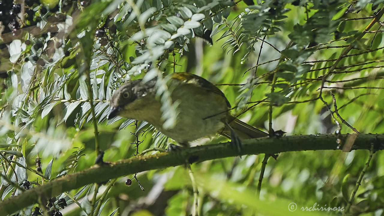 Common chlorospingus