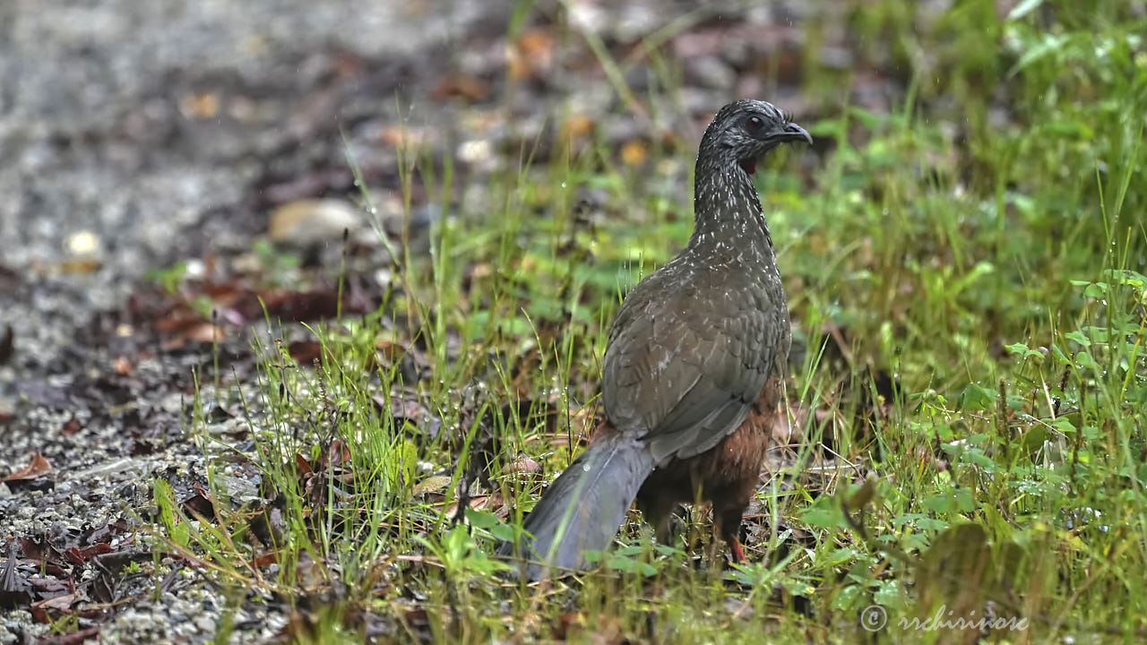 Andean guan