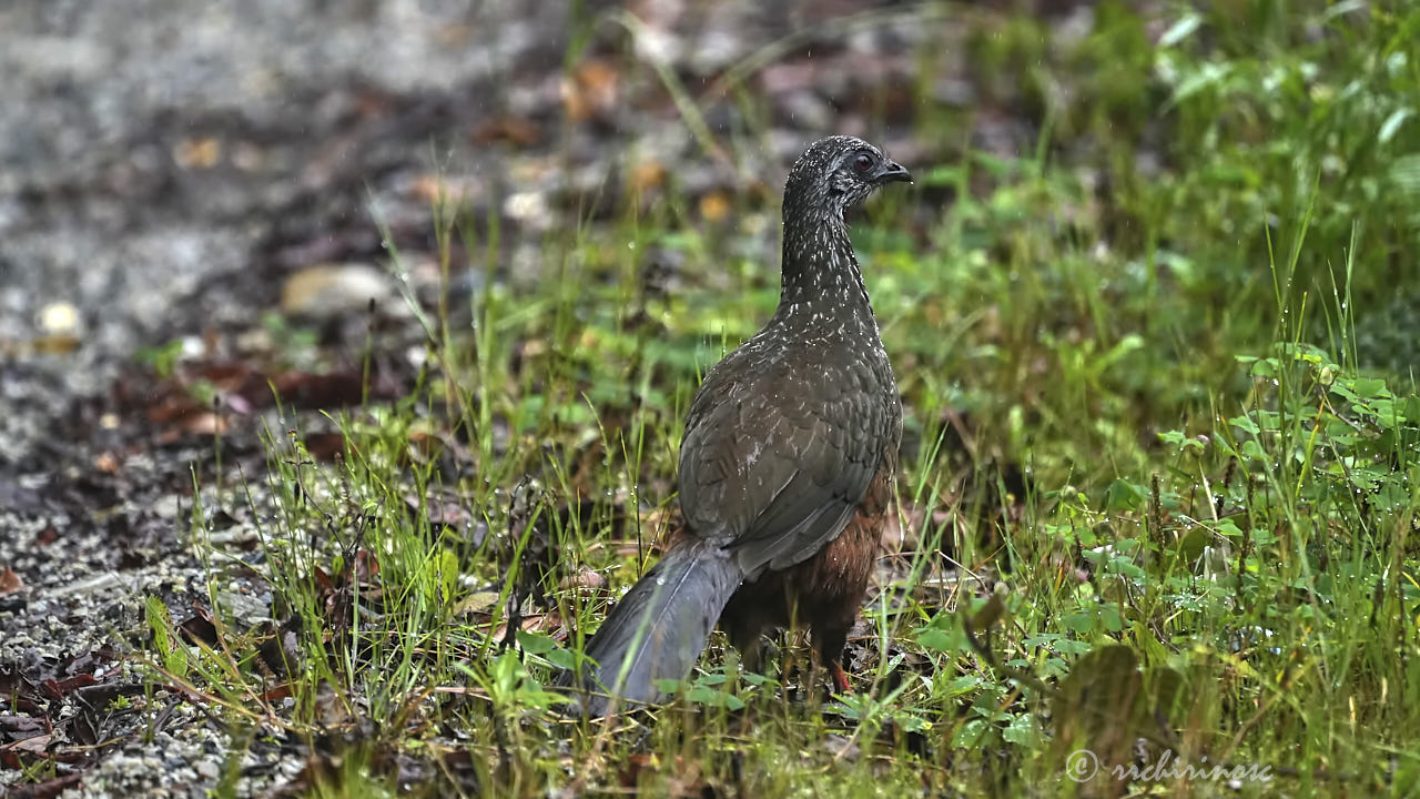 Andean guan