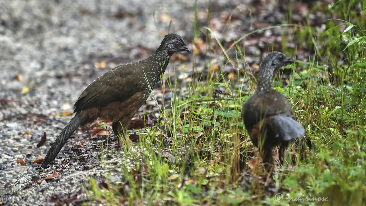 Andean guan