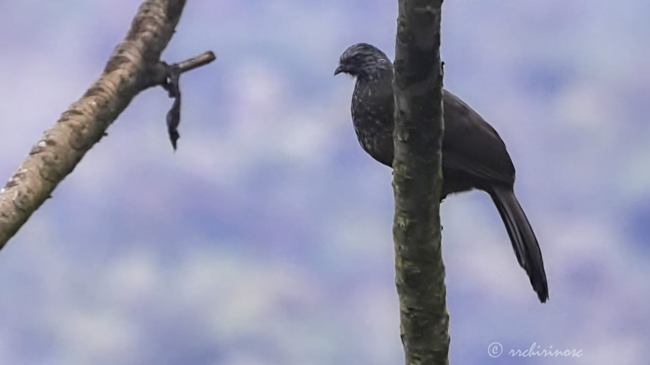 Andean guan