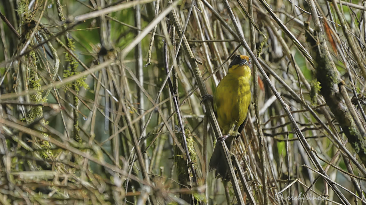 Tricolored brushfinch