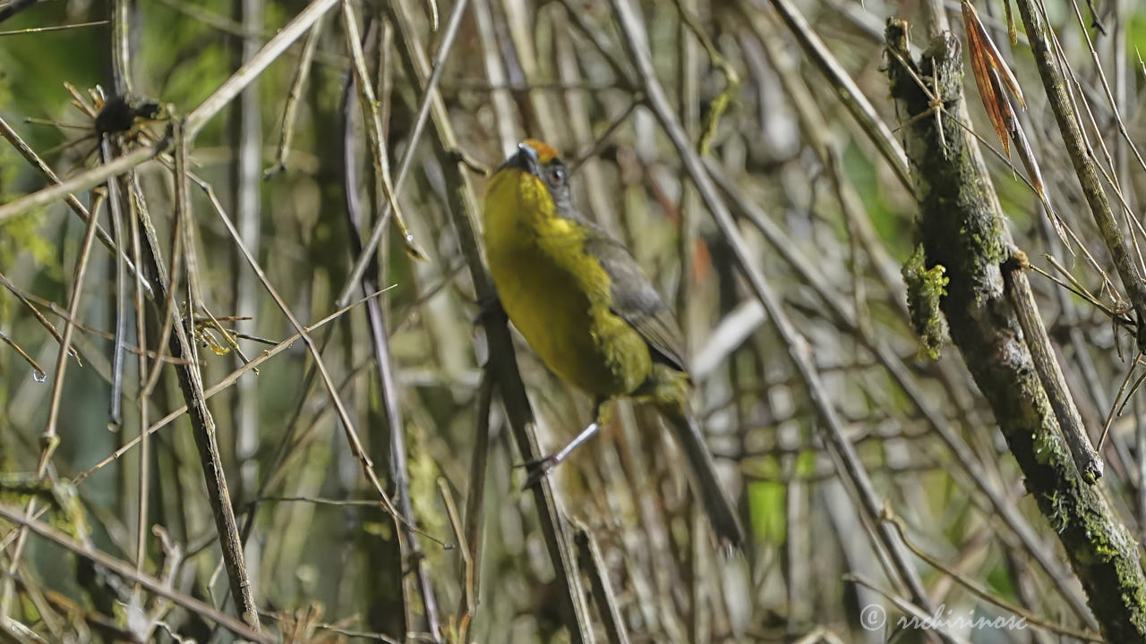 Tricolored brushfinch