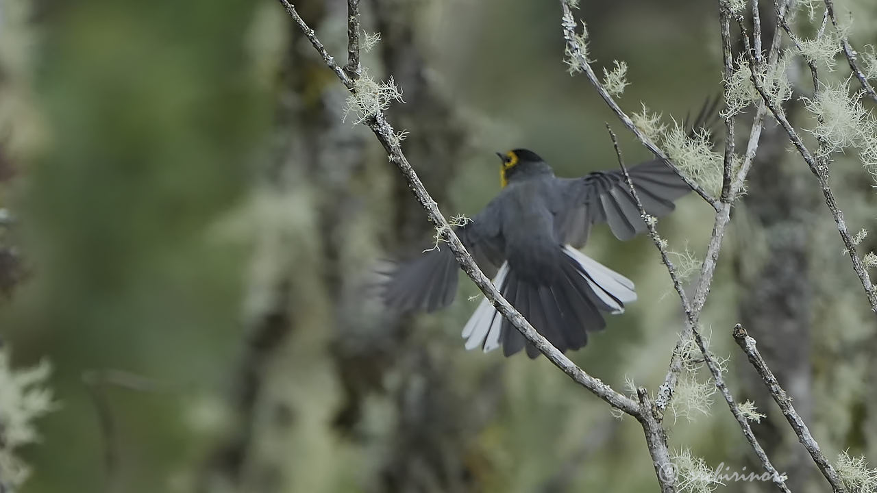 Spectacled redstart