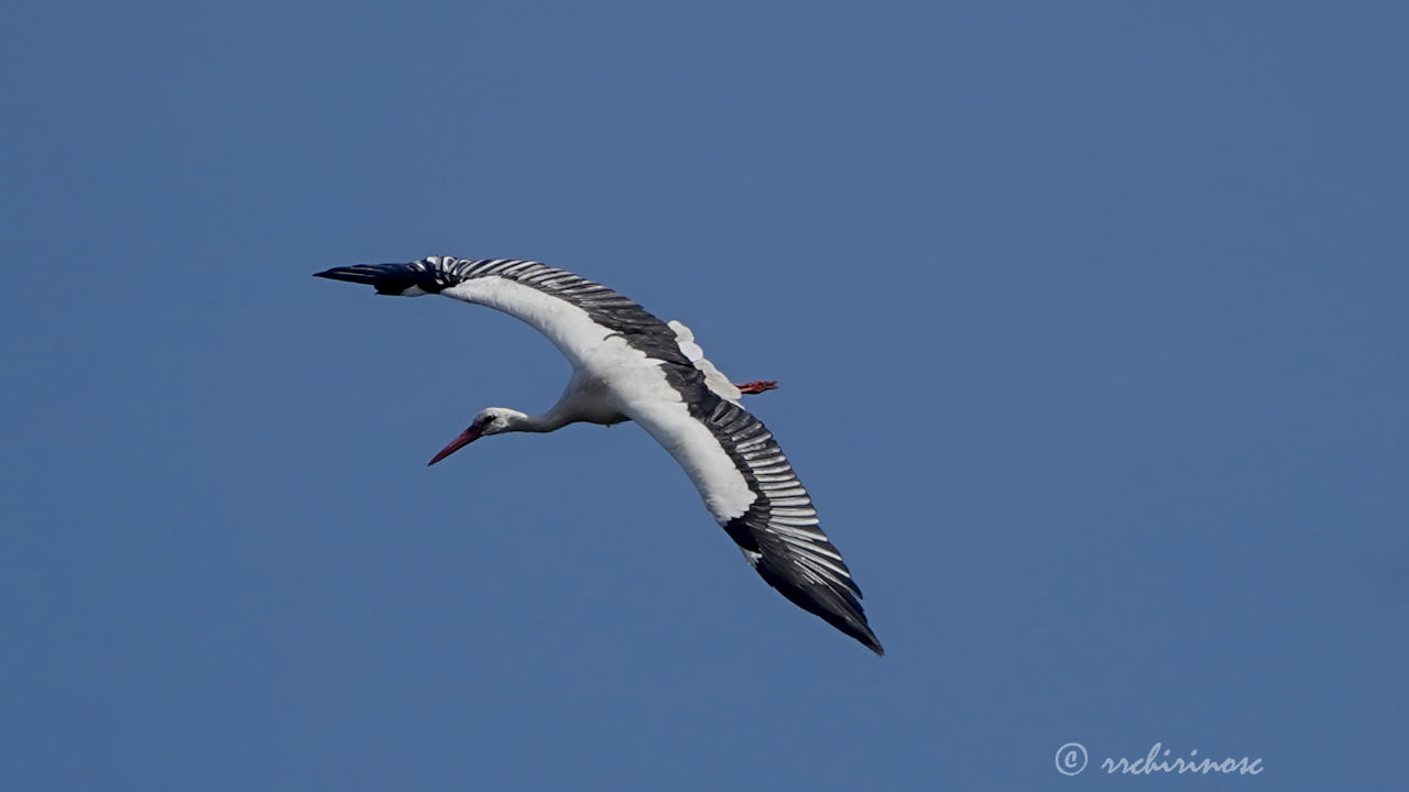 White stork