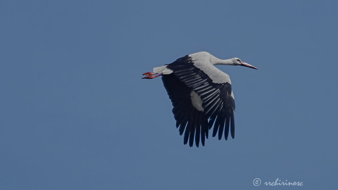 White stork