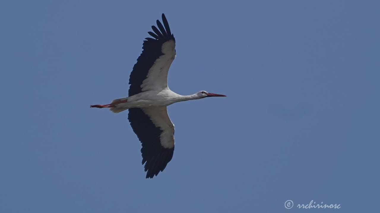 White stork