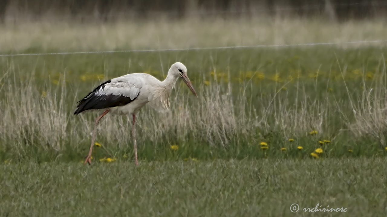 White stork