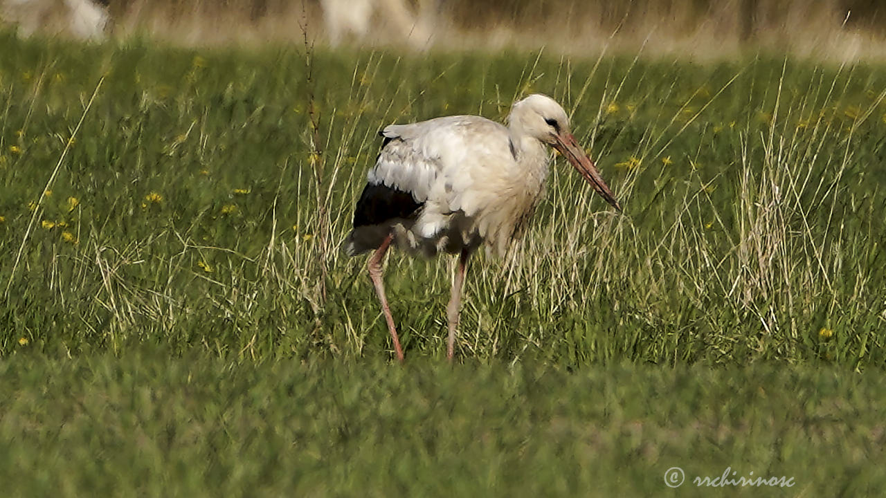 White stork