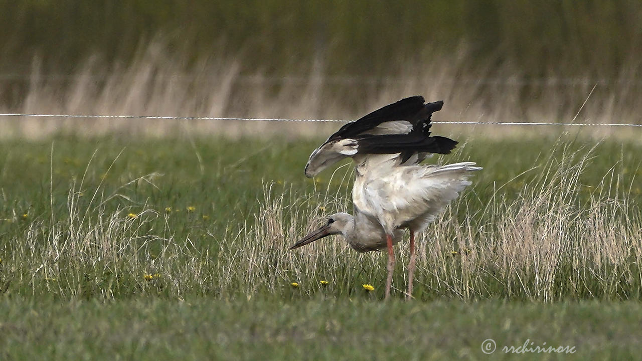 White stork