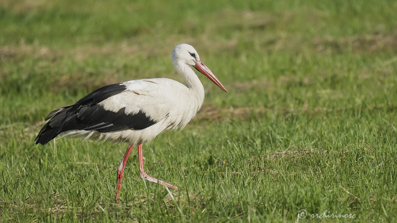 White stork