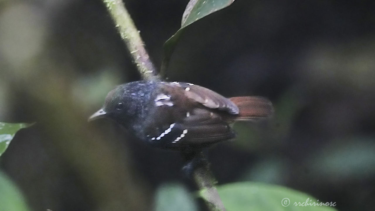 Chestnut-tailed antbird