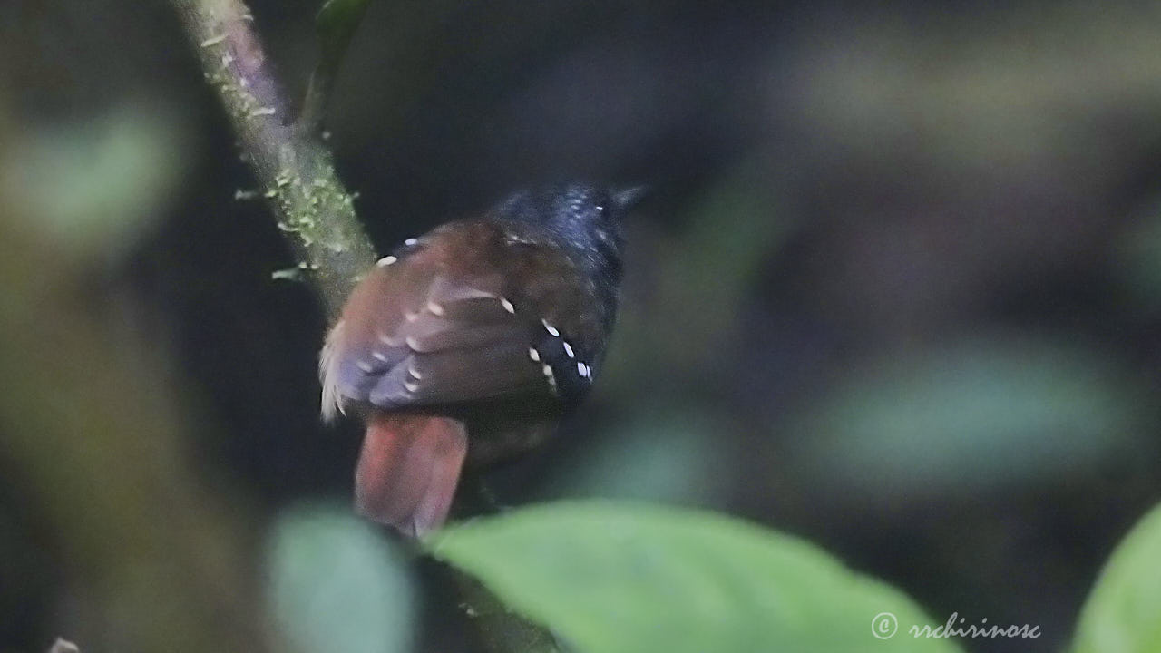 Chestnut-tailed antbird