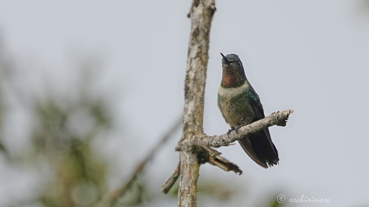 Amethyst-throated sunangel