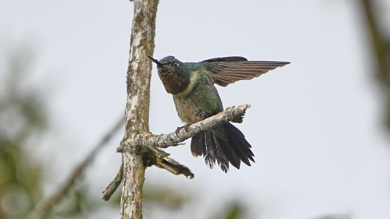 Amethyst-throated sunangel