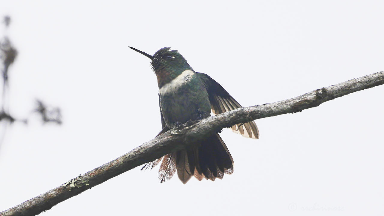 Amethyst-throated sunangel