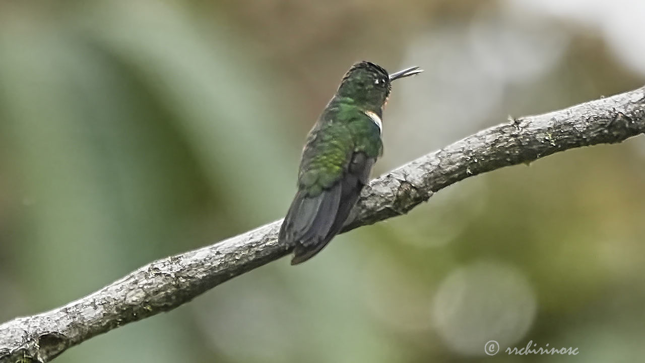 Amethyst-throated sunangel