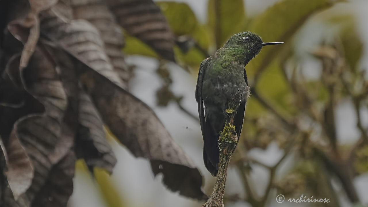 Long-tailed sylph