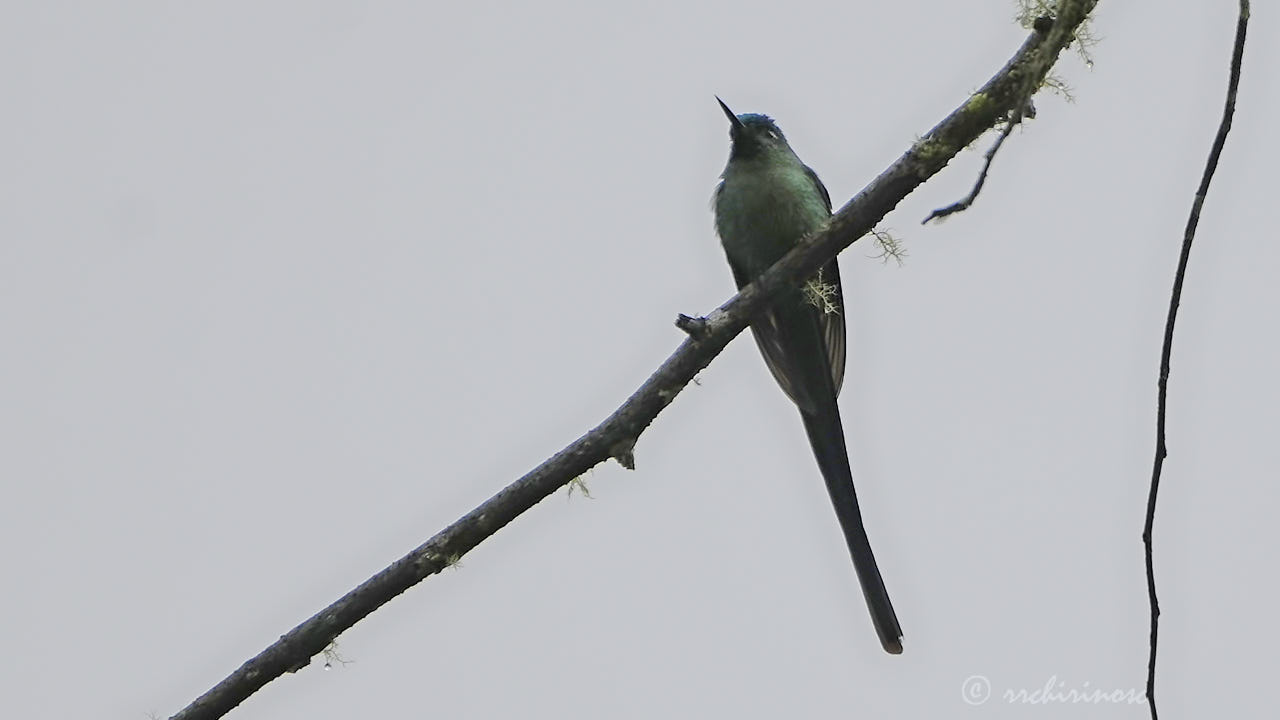 Long-tailed sylph