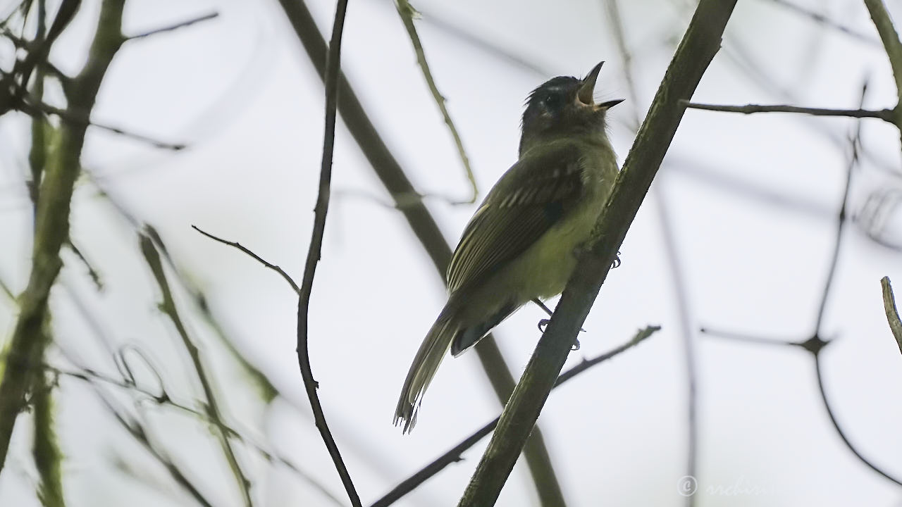 Inca flycatcher