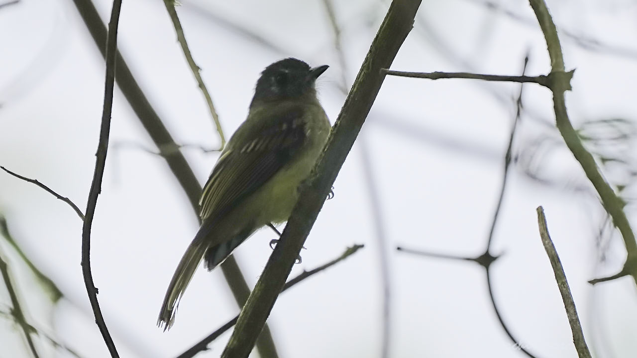 Inca flycatcher