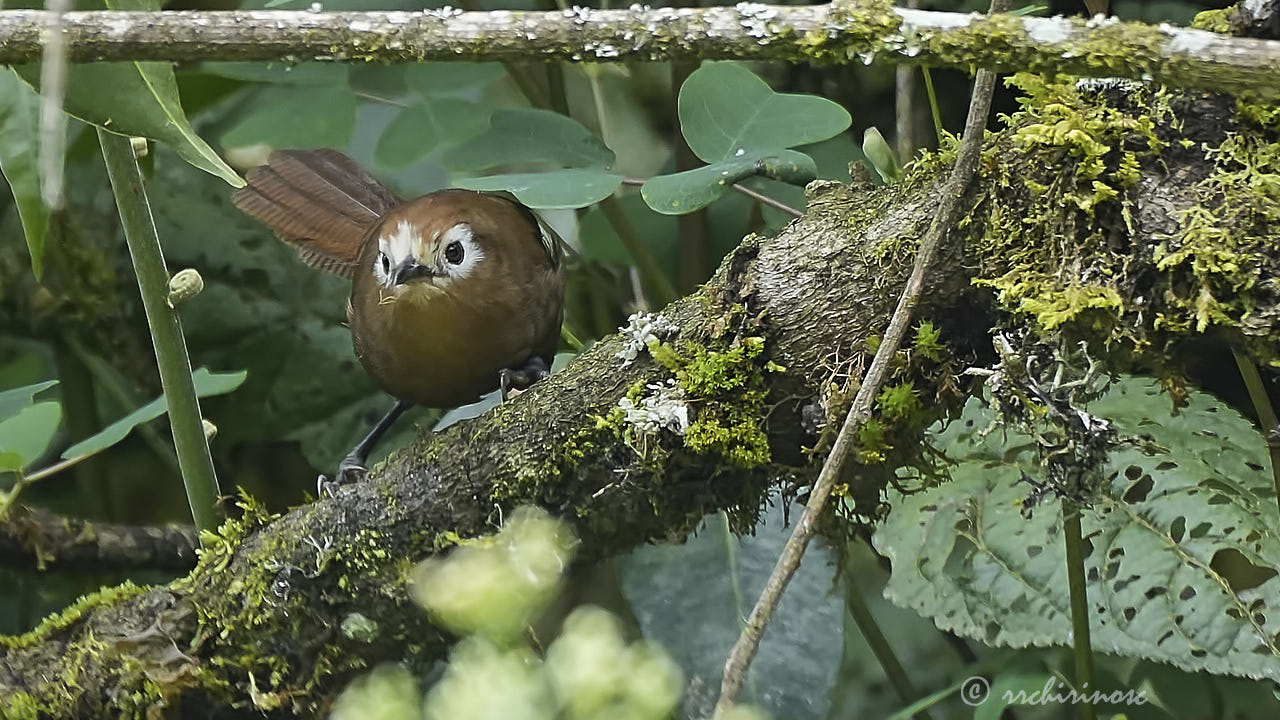 Peruvian wren