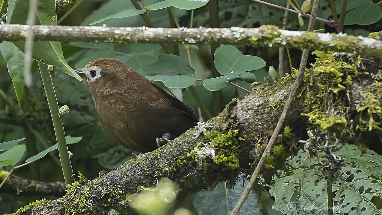 Peruvian wren