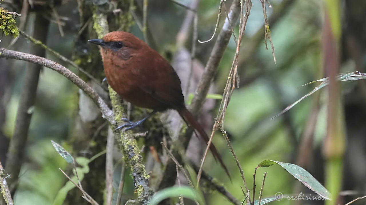 Rufous spinetail