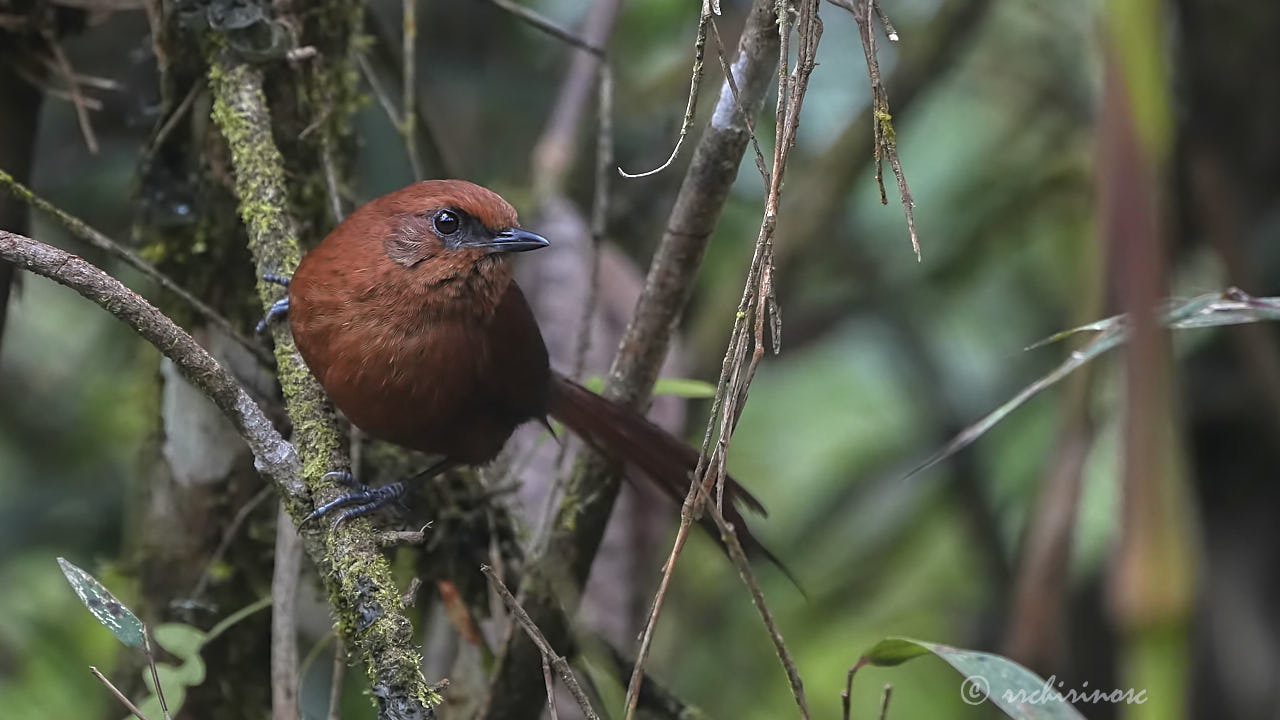 Rufous spinetail