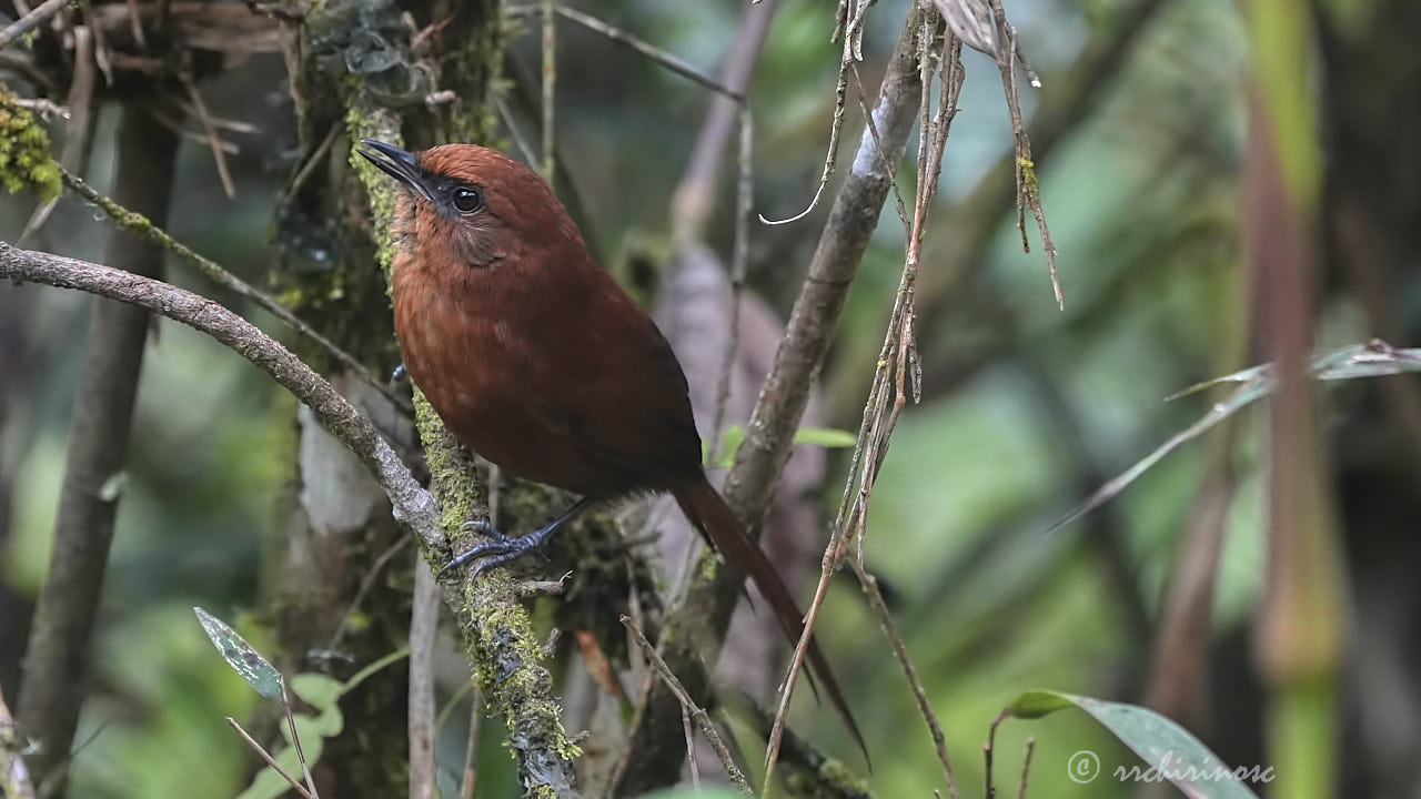 Rufous spinetail